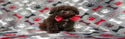 Shihpoo dogs for sale: Benson - Ad 4