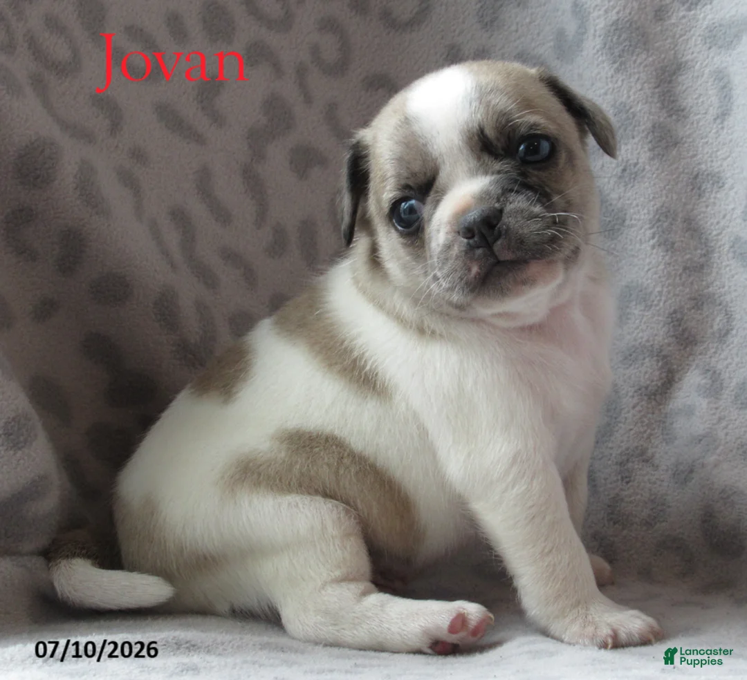 Jug dogs for sale: Jovan - Ad 2