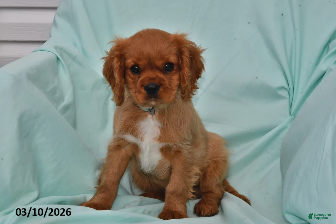 Cavalier King Charles Spaniel dogs for sale: Sparky - Ad 1