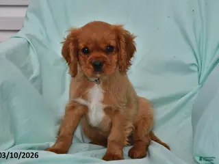 Cavalier King Charles Spaniel dogs for sale: Sparky - Ad 1