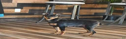 Miniature Pinscher dogs for sale: Havana  - Ad 4