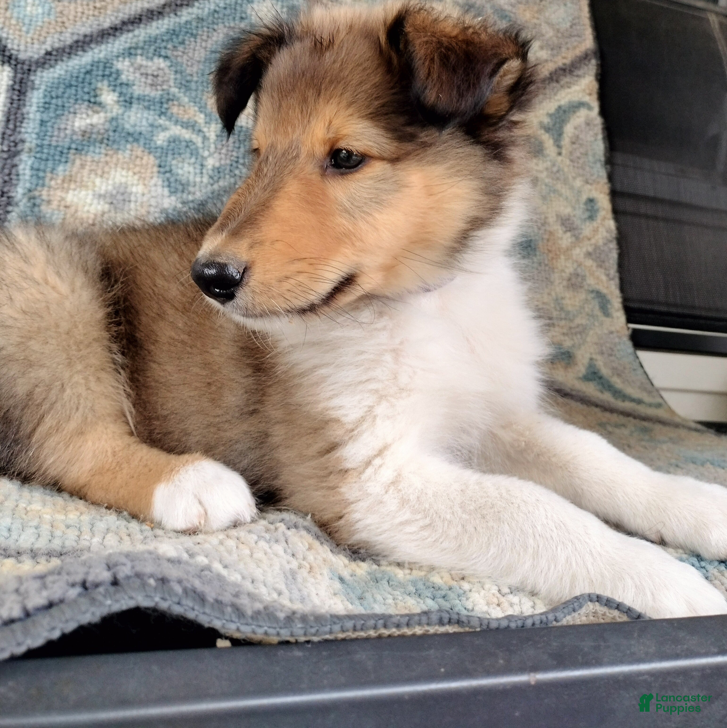 Collie dogs Teddy - Ad 2