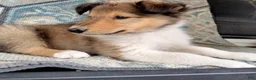 Collie dogs for sale: Teddy - Ad 5