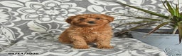 Mini Goldendoodle dogs for sale: Robin - Ad 3