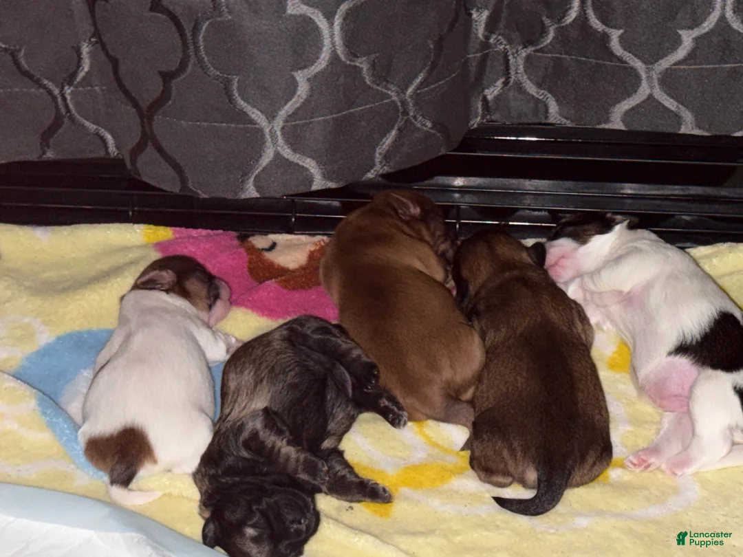 Shih Tzu dogs for sale: Tiana - Ad 7