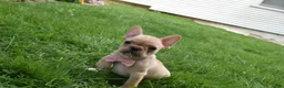 French Bulldog dogs for sale: Sierra - Ad 6