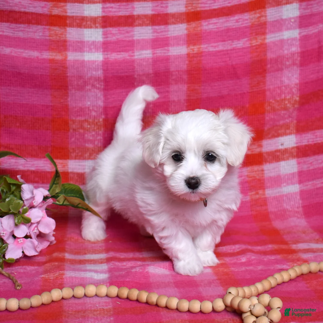 Coton De Tulear dogs for sale: Olivia  - Ad 1
