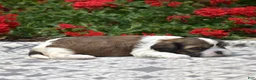 Mixed Breed dogs for sale: Petunia  - Ad 7