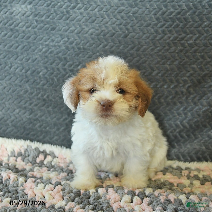 Maltipoo dogs Lorette  - Ad 1
