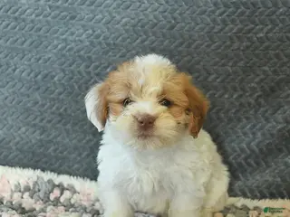 Maltipoo dogs for sale: Lorette - Ad 2