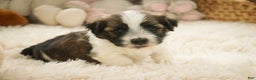 Havanese dogs for sale: Ranger - Ad 8
