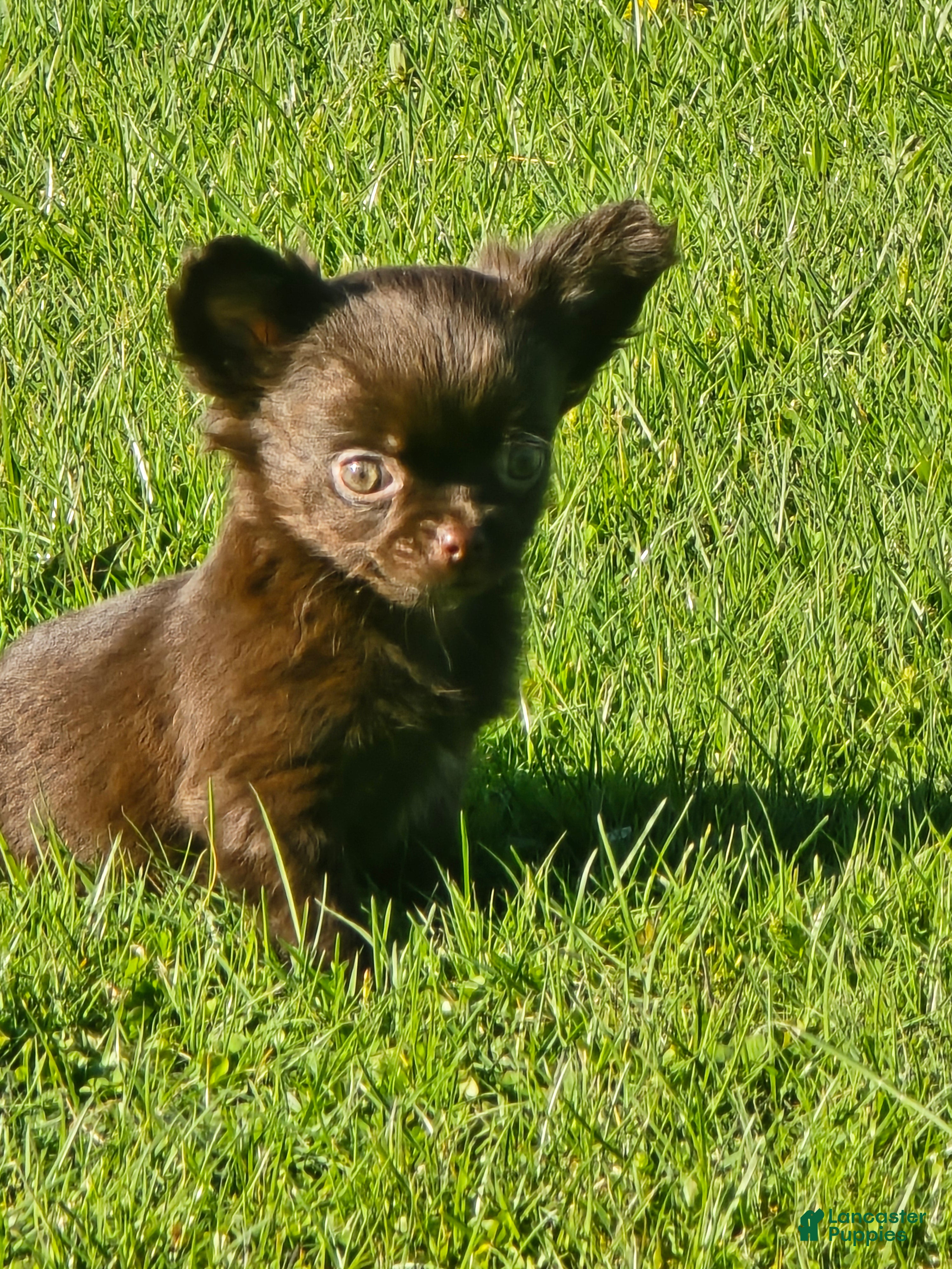 Chihuahua dogs jake - Ad 21