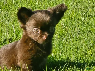 Chihuahua dogs jake - Ad 21