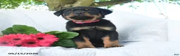 Rottweiler dogs for sale: Venus - Ad 1