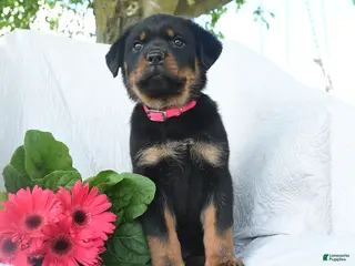 Rottweiler dogs for sale: Venus - Ad 4