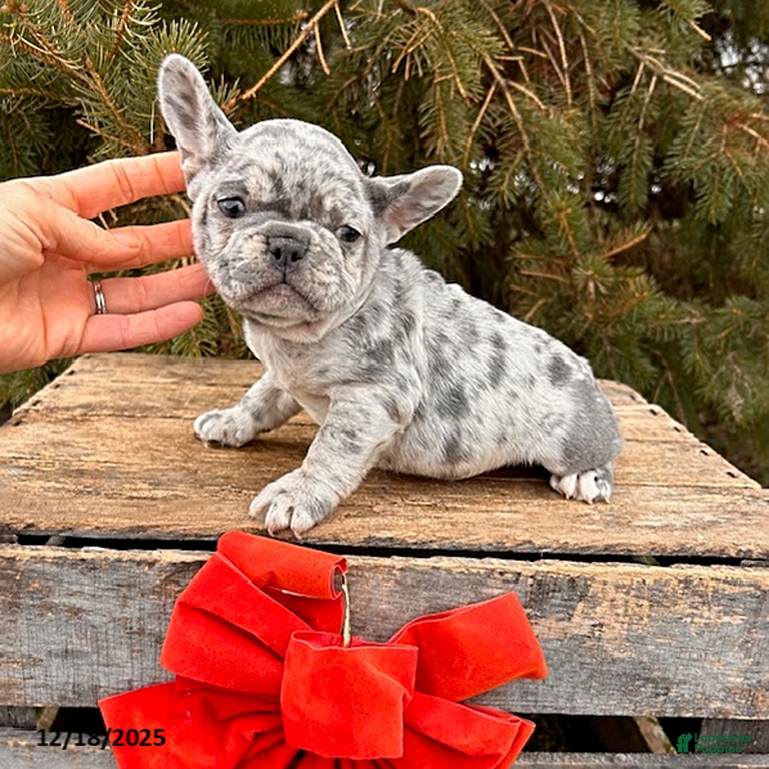 French Bulldog dogs for sale: Fern - Ad 2