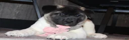 Akita dogs for sale: AKC Luna - Ad 4