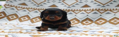 Nitro