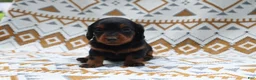 Miniature Dachshund dogs for sale: Nitro - Ad 1