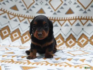 Miniature Dachshund dogs Nitro - Ad 14