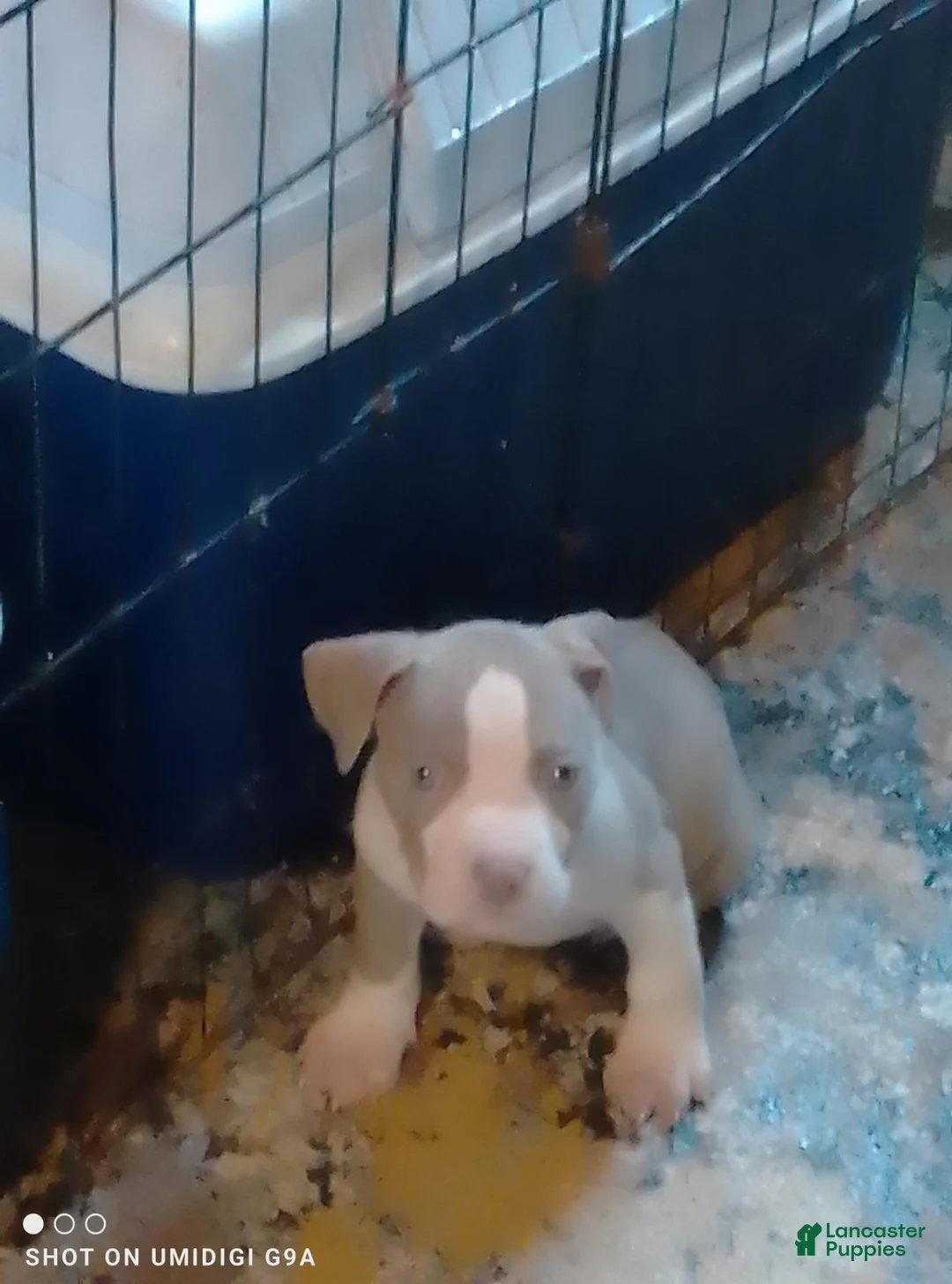 American Pit Bull Terrier dogs for sale: American Pit Bull Terrier 1 - Ad 1