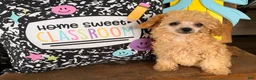 Toy Poodle dogs for sale: Missy - Ad 4