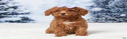 Toy Poodle dogs for sale: Micky - Ad 3