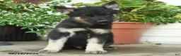 Gerberian Shepsky dogs for sale: Tango - Ad 4
