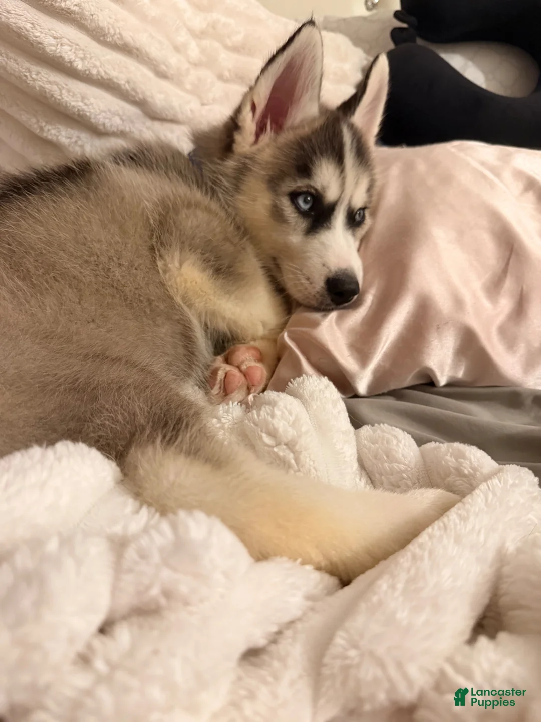 Mixed Breed dogs for sale: Knox - Ad 1