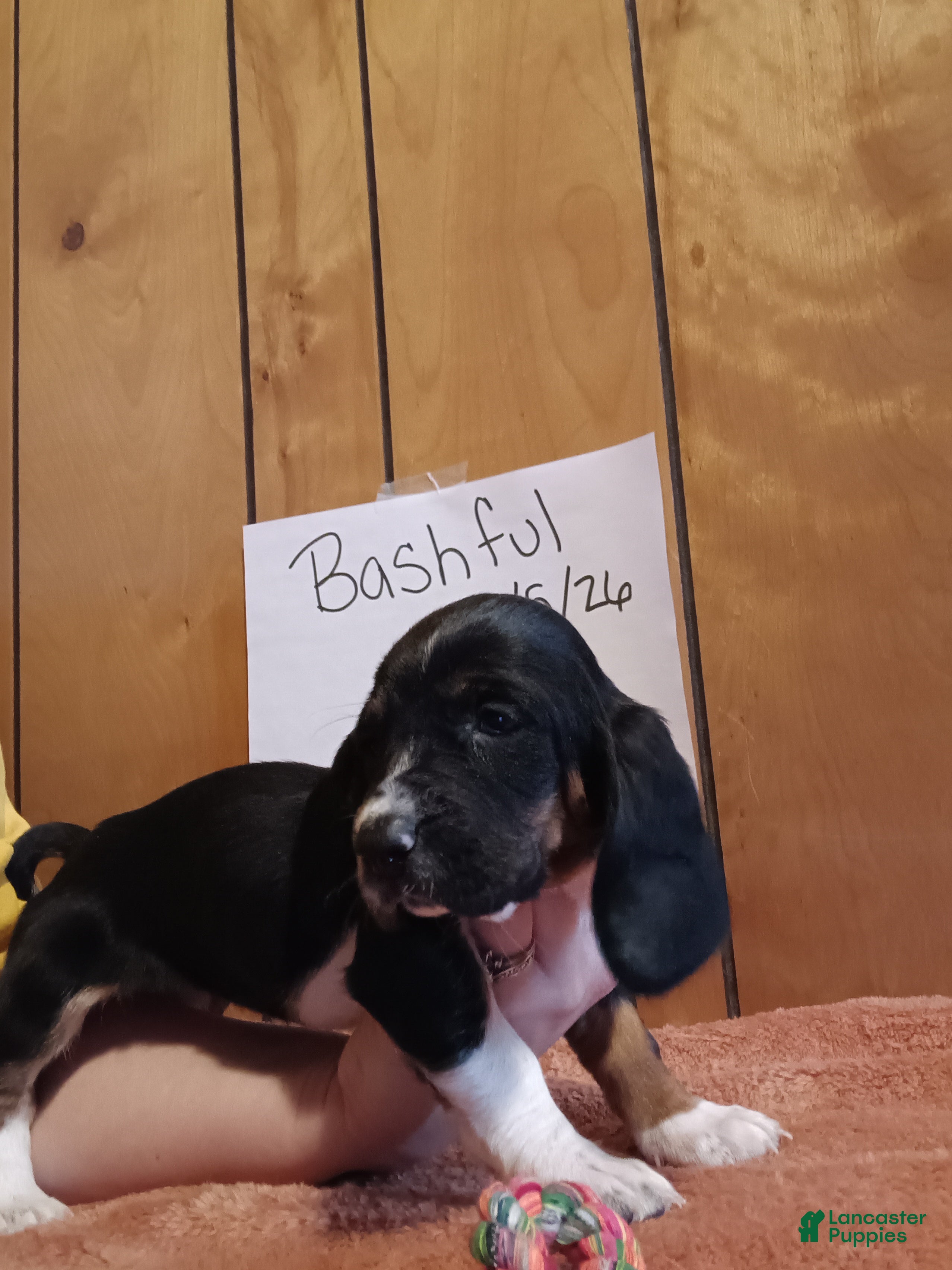 Basset Hound dogs Bashful - Ad 33