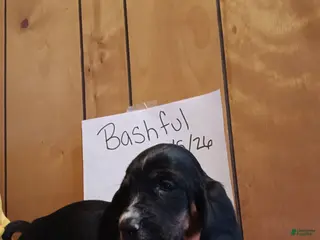 Basset Hound dogs Bashful - Ad 33