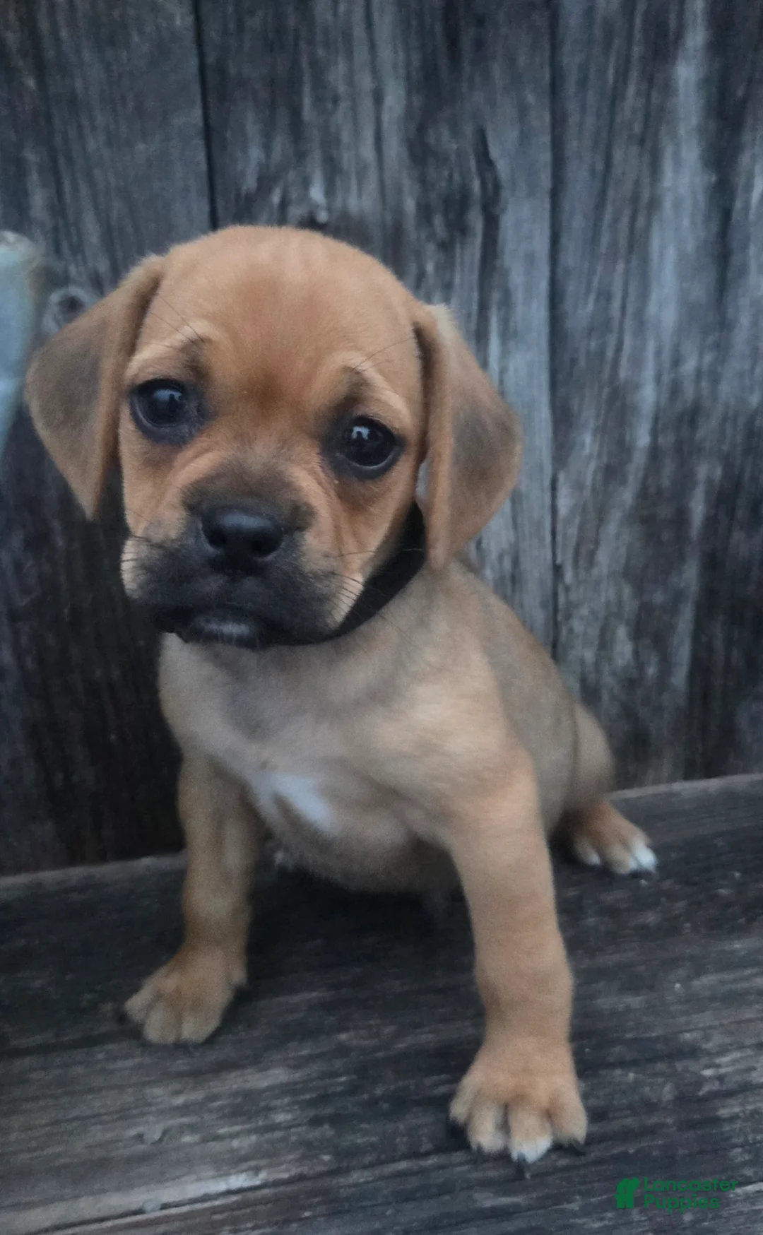 Puggle dogs for sale: Slate - Ad 1