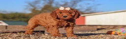 Mini Goldendoodle dogs for sale: Rosie - Ad 4