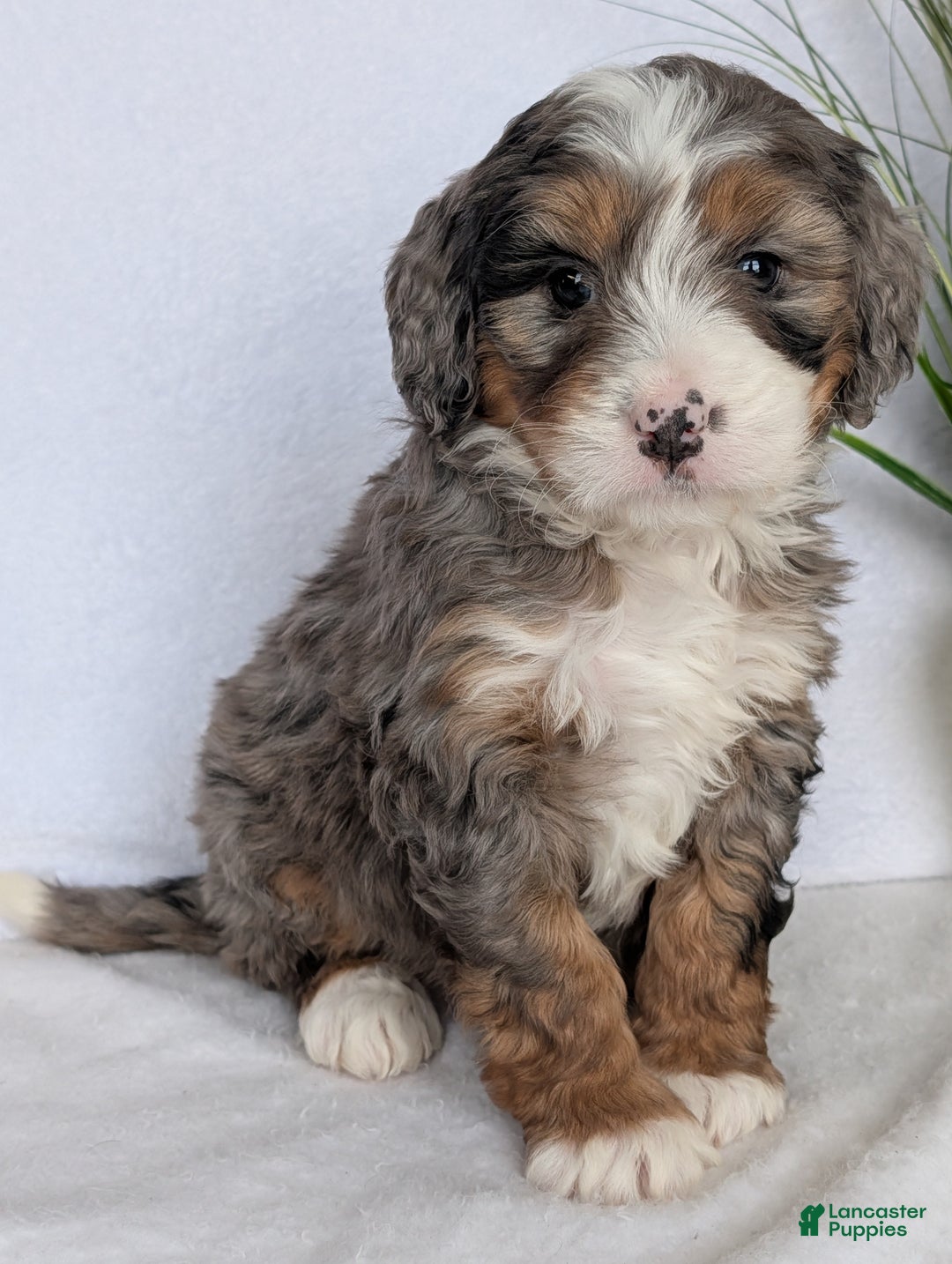 Mini Bernedoodle dogs for sale: Mini Baker - Ad 10