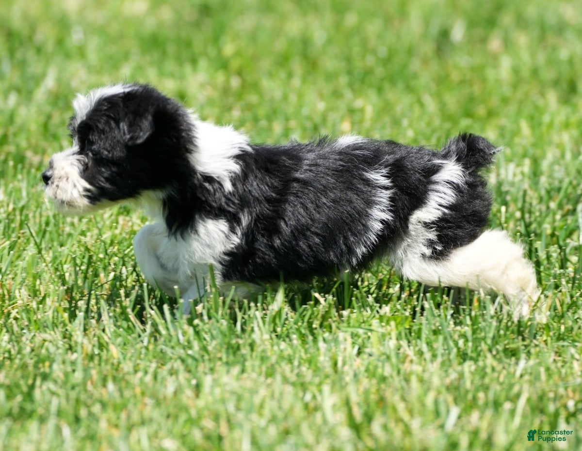 Yorkiepoo dogs Ringo - Ad 2