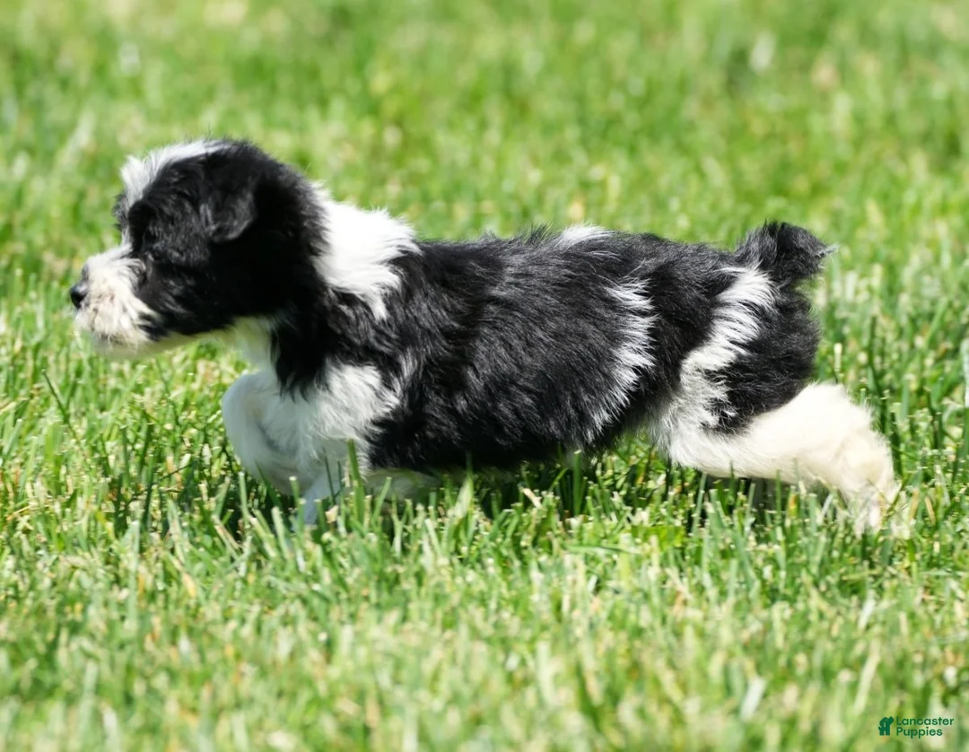 Yorkiepoo dogs for sale: Ringo - Ad 2