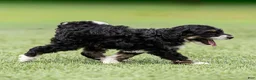 Bernedoodle dogs for sale: Beau Bernedoodle Puppy  - Ad 8