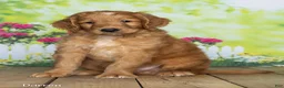 Goldendoodle dogs for sale: Darren - Ad 2