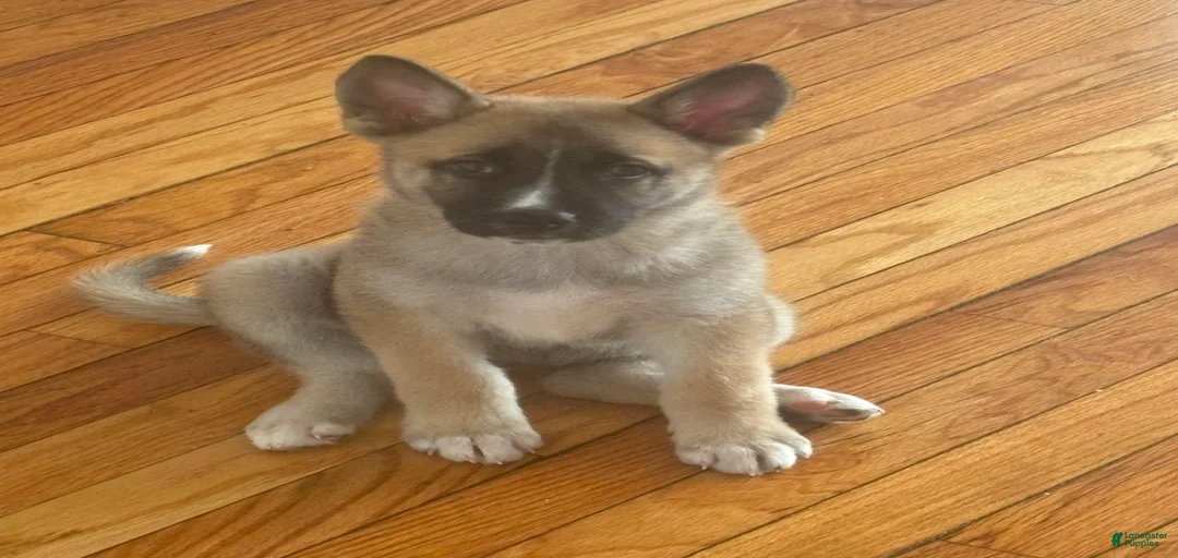 Gallery Image {{count}}