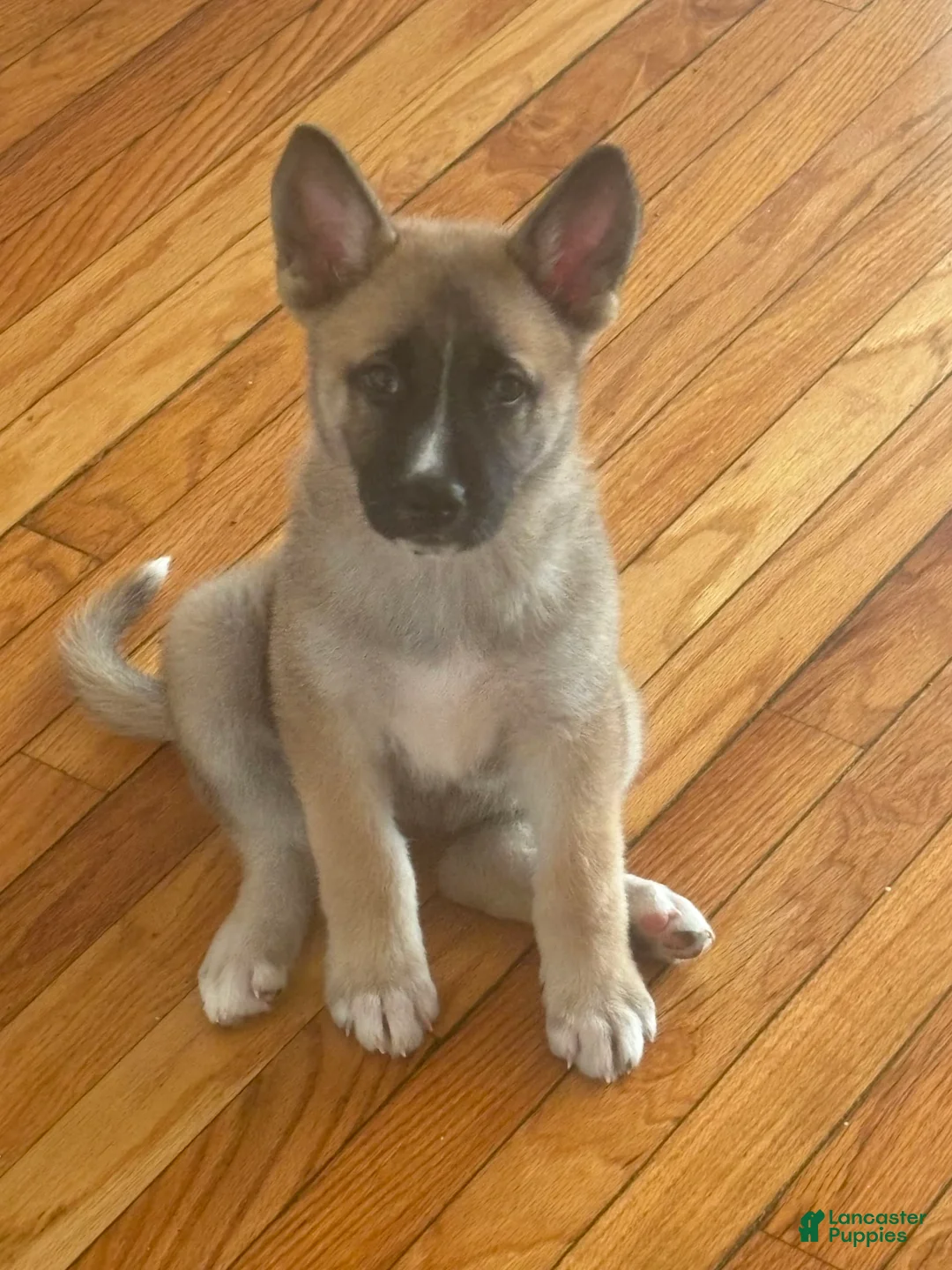 Gallery Image {{count}}