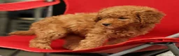 Mini Goldendoodle dogs for sale: Sage - Ad 6