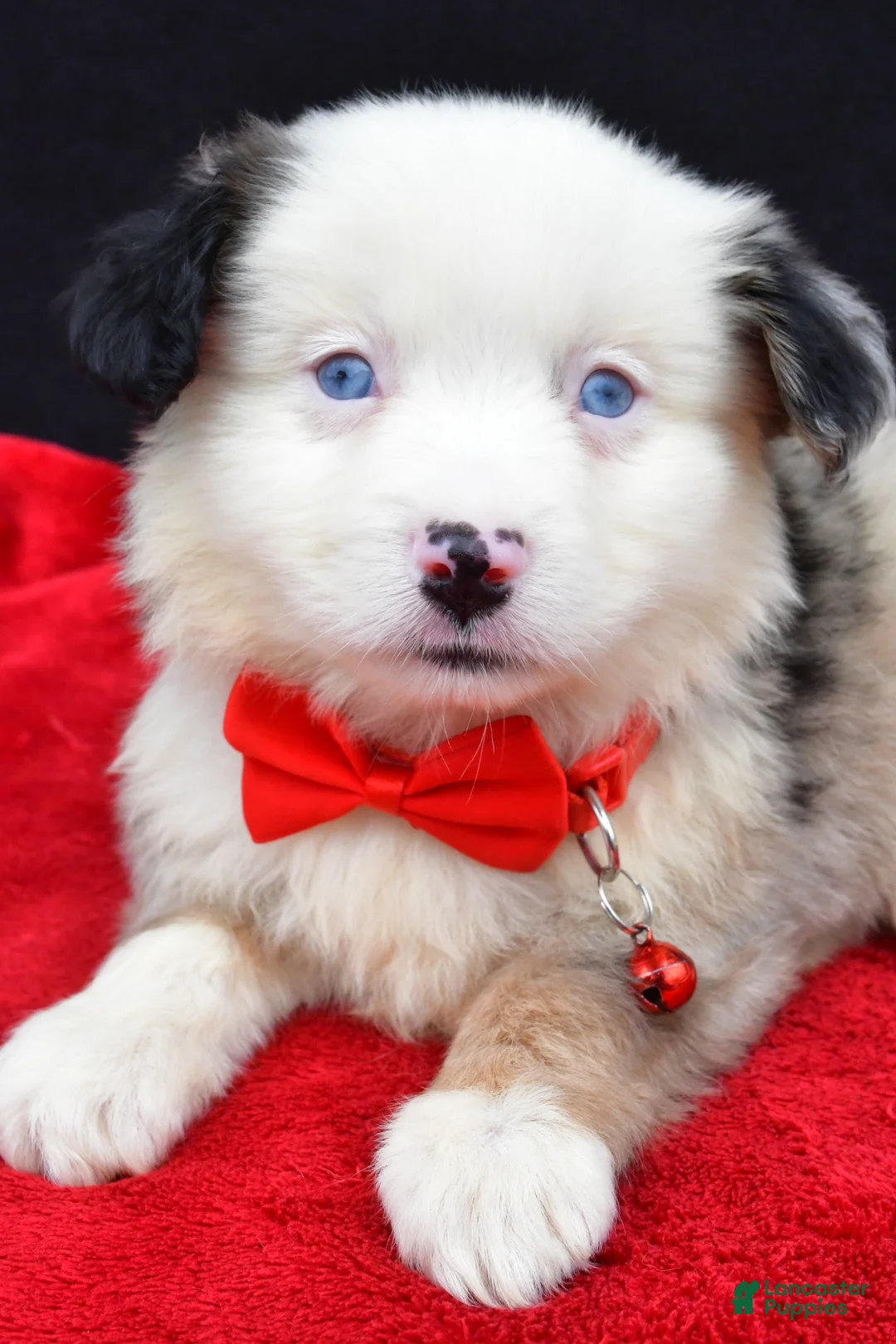 Miniature Australian Shepherd dogs for sale: Chopper - Ad 2