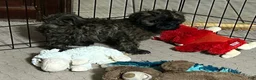 Shihpoo dogs for sale: Shihpoo 5 (Shih Tzu / Poodle) - Ad 3