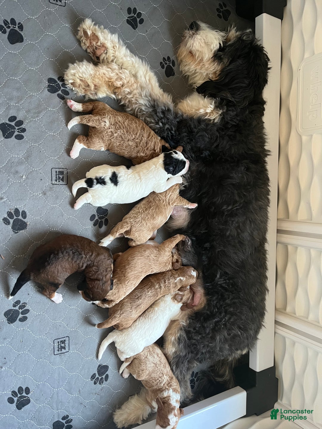 Mini Bernedoodle dogs for sale: Caramel - Ad 13