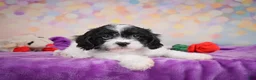 Cavapoo dogs for sale: Riley - Ad 6
