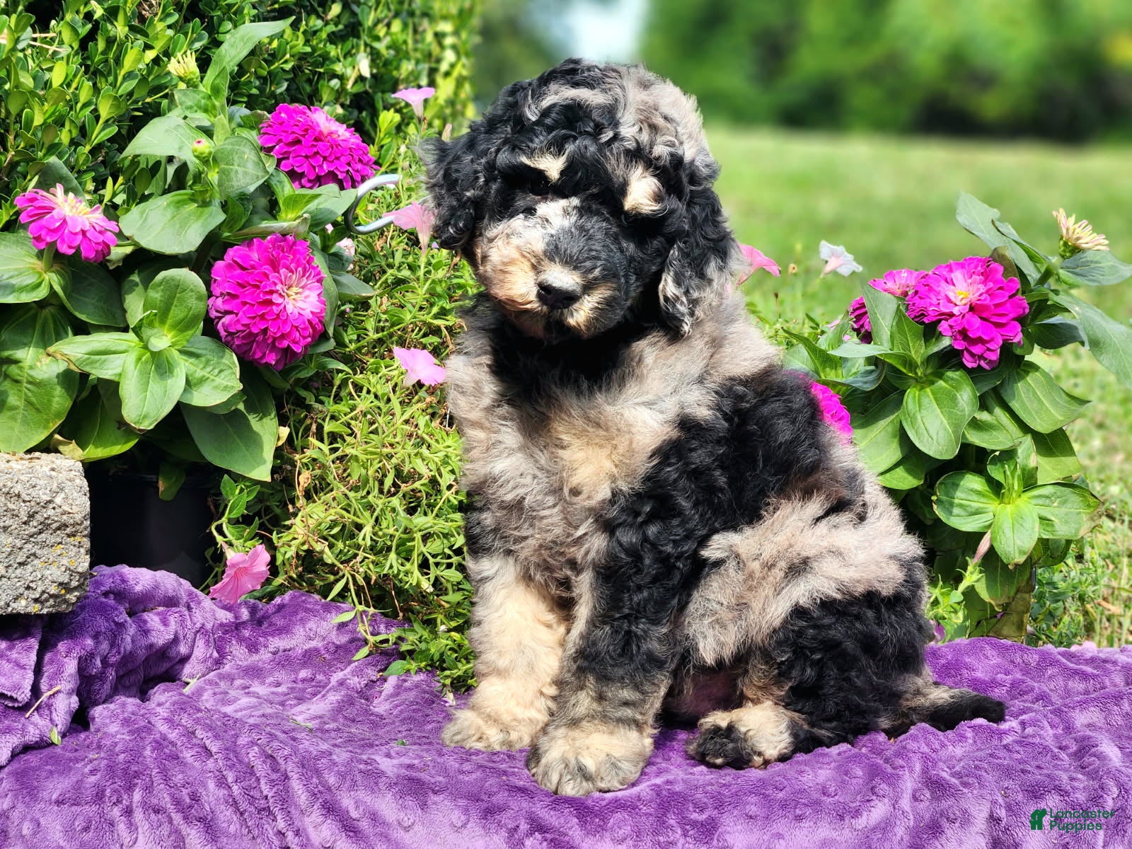 Standard Poodle dogs Reef - Ad 1