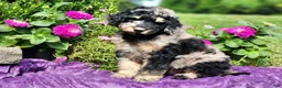 Standard Poodle dogs for sale: Reef - Ad 1
