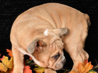 Mixed Breed dogs - Ad 4