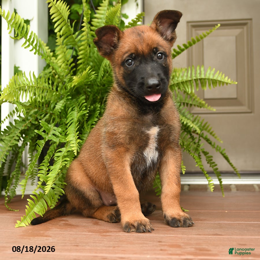 Belgian Malinois dogs Una  - Ad 2