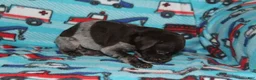 German Shorthaired Pointer dogs for sale: Rose - Ad 2